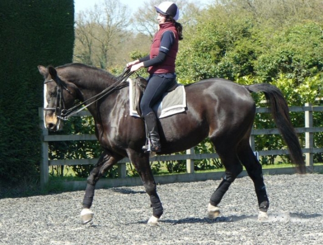  Sesión de adiestramiento de doma 